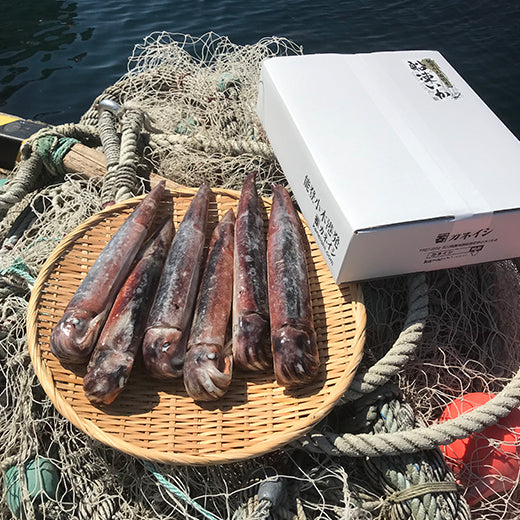 能登小木港産船凍イカ(6ハイ)【190g~310gサイズ】