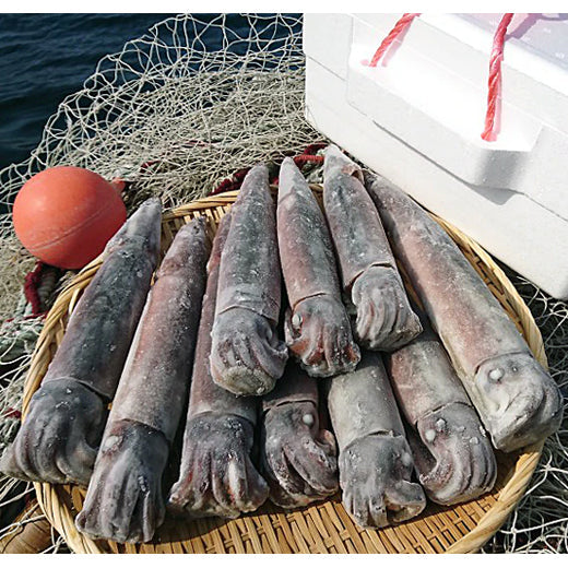【基本送料無料】能登小木港産船凍イカ(10ハイ)【190g~310gサイズ】