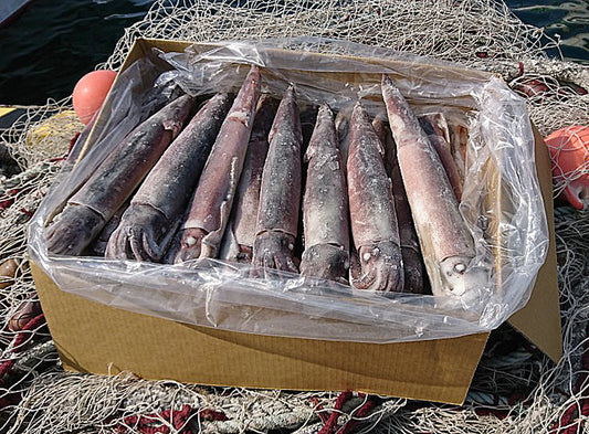 冷凍イカ、スルメイカ、イカ