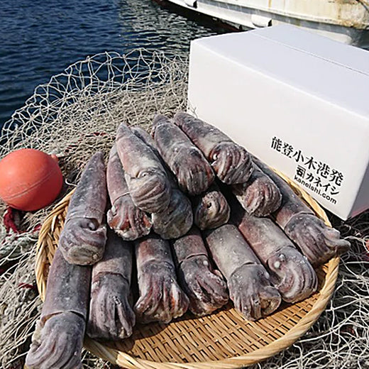 基本送料無料】能登小木港産船凍イカ（１5ハイ）【225g～260gサイズ】 – カネイシ公式オンラインショップ