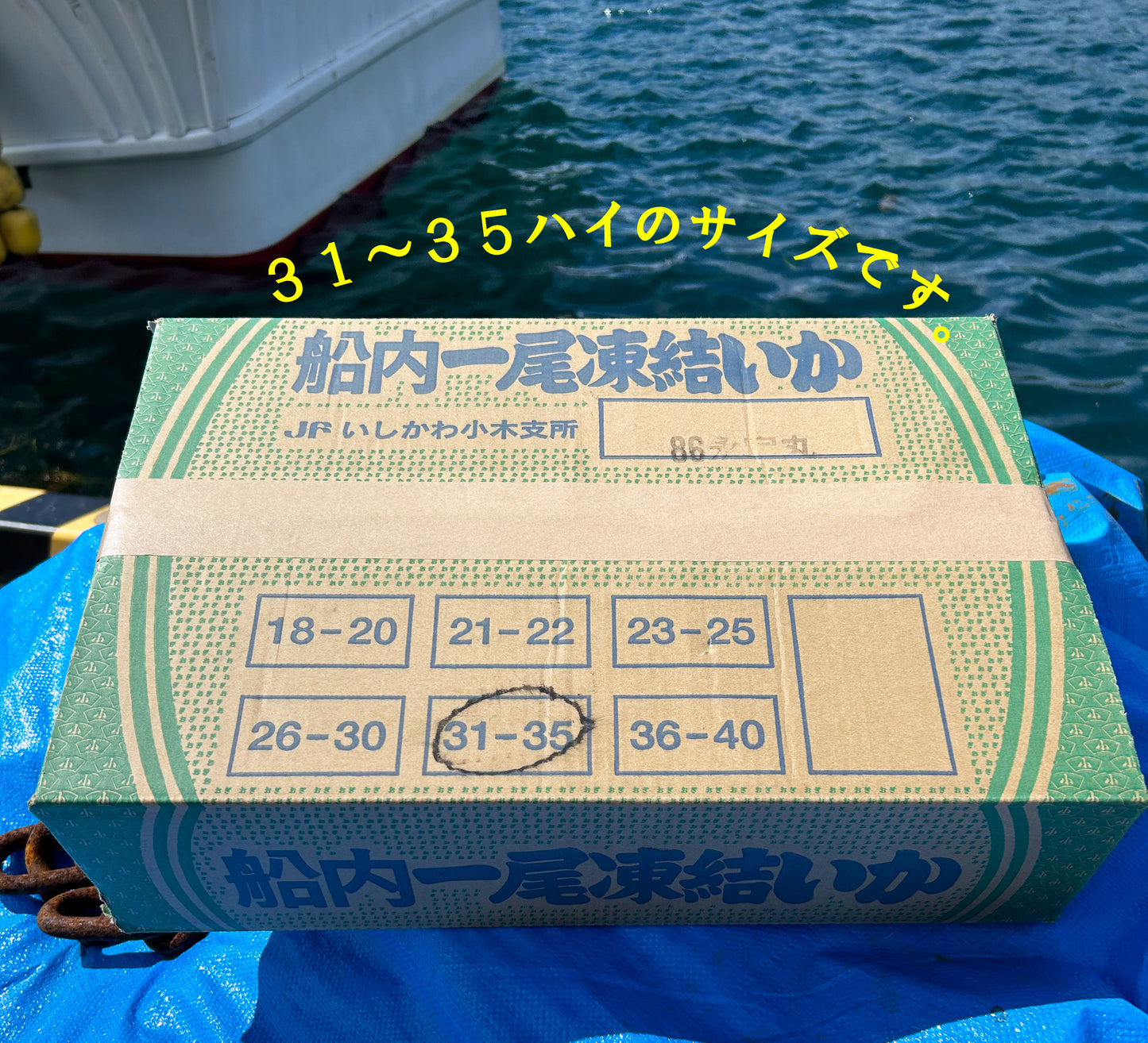 【基本送料無料】能登小木港産船凍イカ（元箱31～35ハイ 8kg）