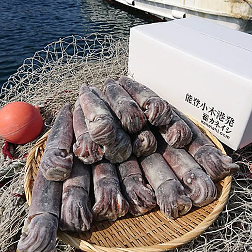 能登小木港産船凍イカ（15ハイ）【180g～230gサイズ】31-35